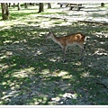 20150714奈良公園039.JPG