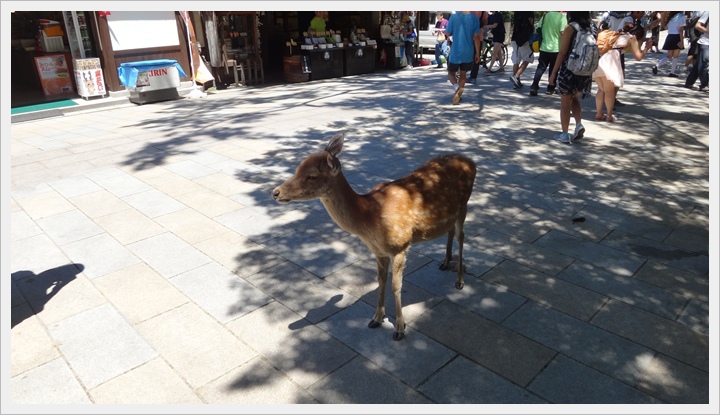 20150714奈良公園040.JPG 20150714奈良公園040.JPG