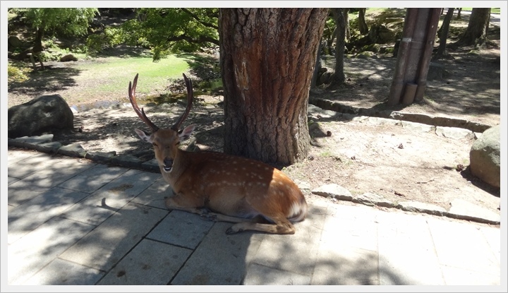 20150714奈良公園042.JPG