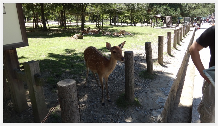 20150714奈良公園047.JPG 20150714奈良公園047.JPG