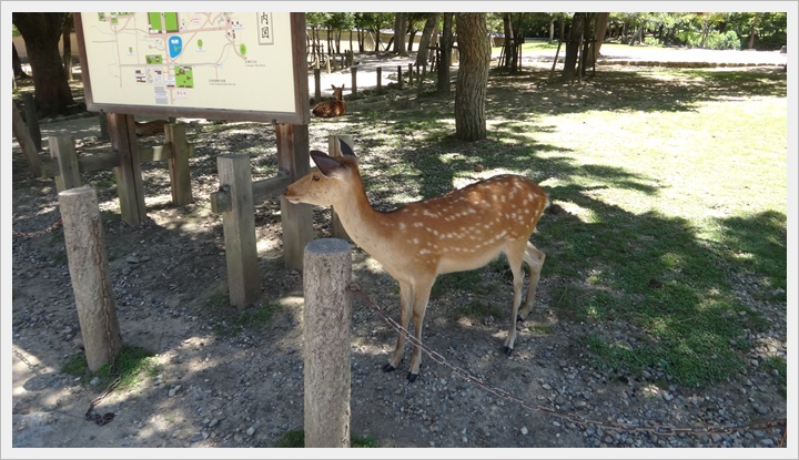 20150714奈良公園049.JPG 20150714奈良公園049.JPG
