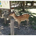 20150714奈良公園049.JPG