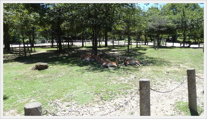 20150714奈良公園050.JPG 20150714奈良公園050.JPG