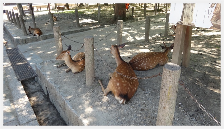 20150714奈良公園052.JPG 20150714奈良公園052.JPG