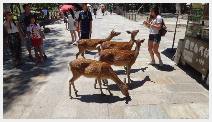 20150714奈良公園054.JPG 20150714奈良公園054.JPG
