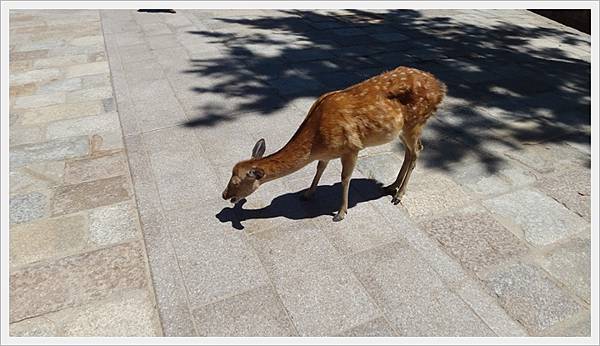 20150714奈良公園056.JPG