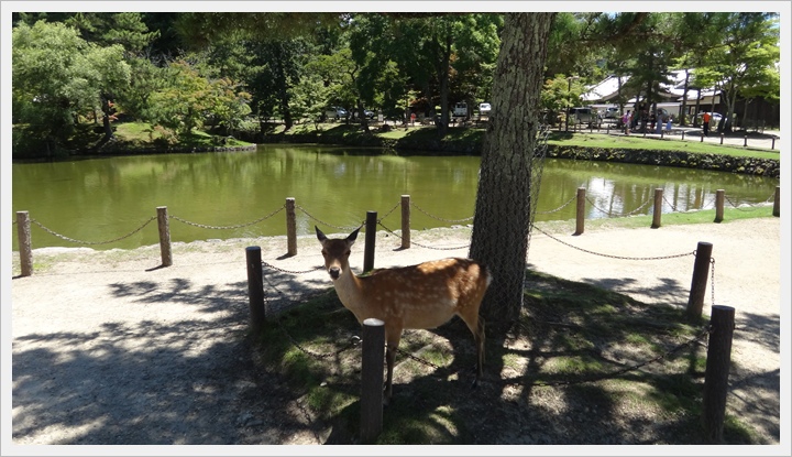 20150714奈良公園063.JPG 20150714奈良公園063.JPG
