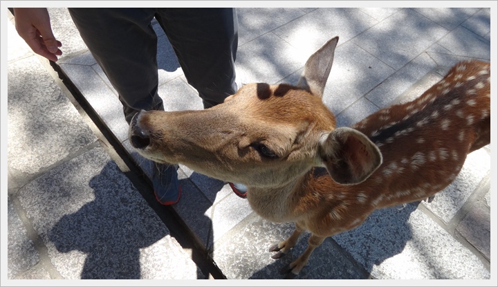 20150714奈良公園079.JPG 20150714奈良公園079.JPG