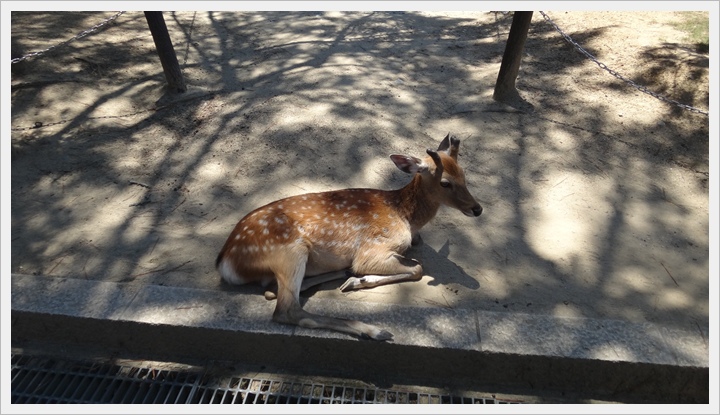 20150714奈良公園080.JPG 20150714奈良公園080.JPG