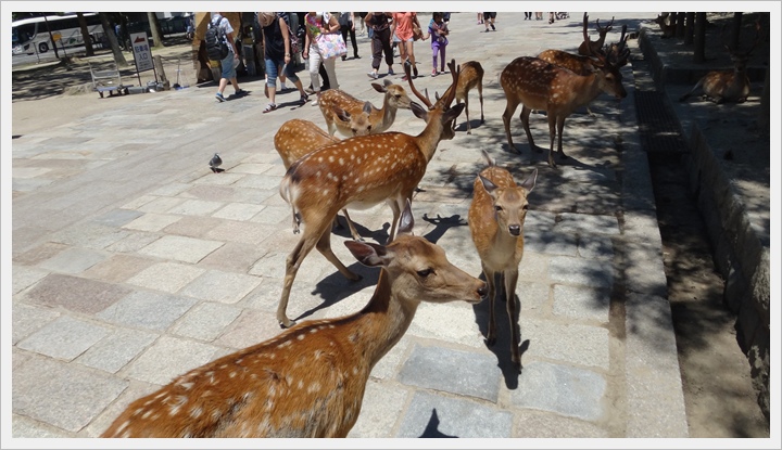 20150714奈良公園081.JPG 20150714奈良公園081.JPG