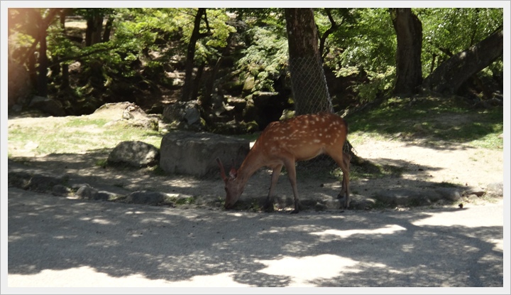 20150714奈良公園082.JPG 20150714奈良公園082.JPG
