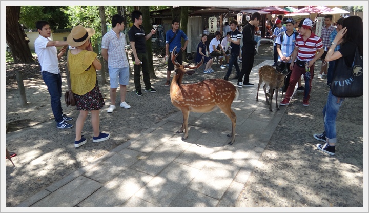 20150714奈良公園083.JPG 20150714奈良公園083.JPG