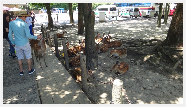 20150714奈良公園084.JPG 20150714奈良公園084.JPG
