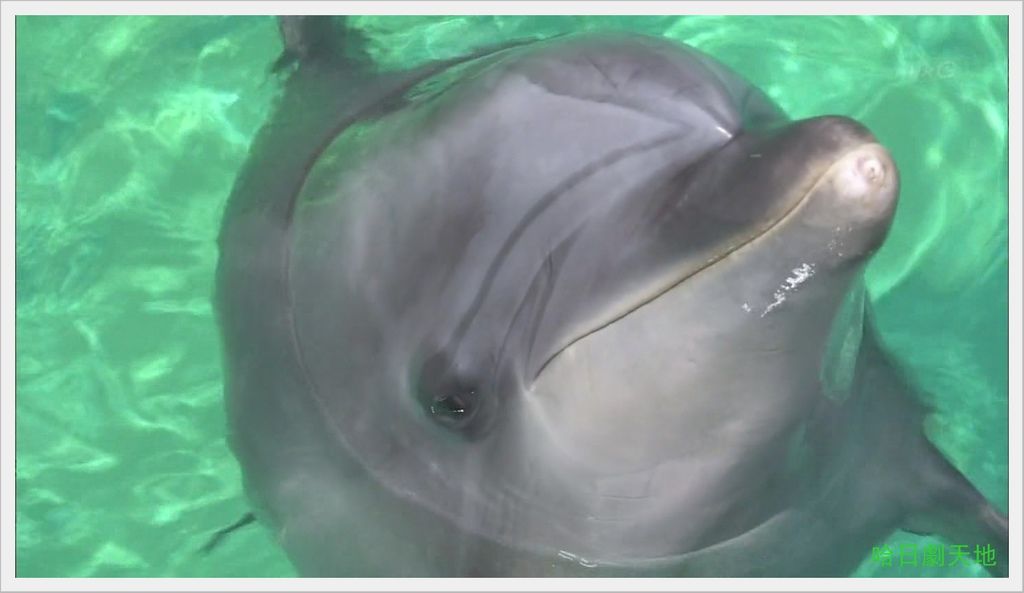 NHK-夏季日劇-水族館女孩 (16).JPG NHK-夏季日劇-水族館女孩 (16).JPG