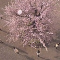 _自_花的信.Sakura.Kara.no.Tegami.Ep01.Chi_Jap.HDTVrip.704X396-YYeTs人人影_[(018973)23-31-04].JPG