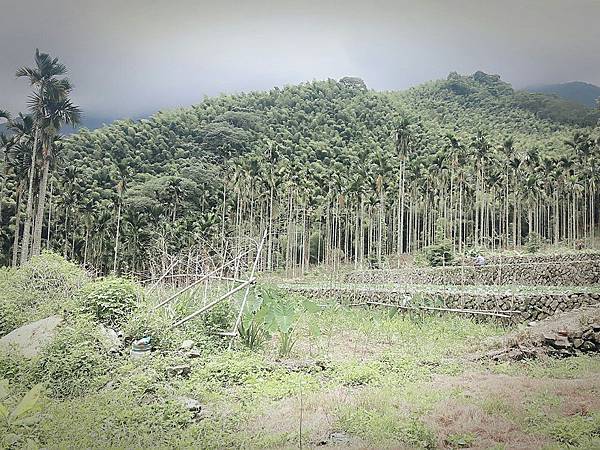 南投和雅谷建地+平房104.36坪_170822_0026 南投和雅谷建地+平房104.36坪_170822_0026