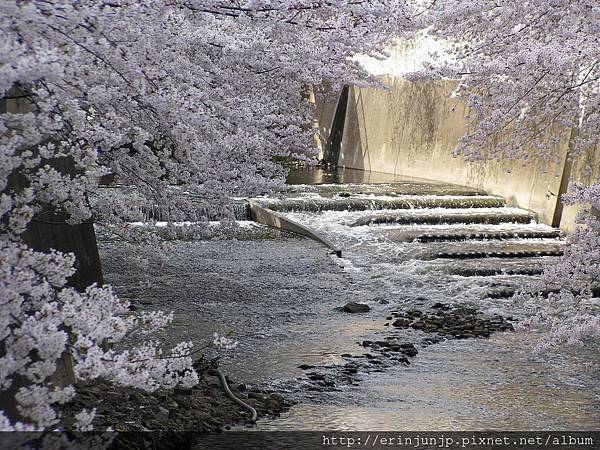 桜与流水
