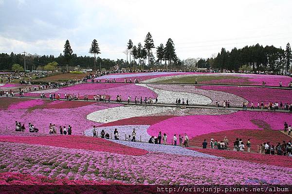 桜草