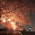 朝霞黒目川夜櫻