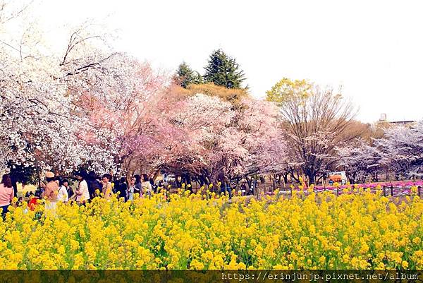 所沢航空公園-桜の季節
