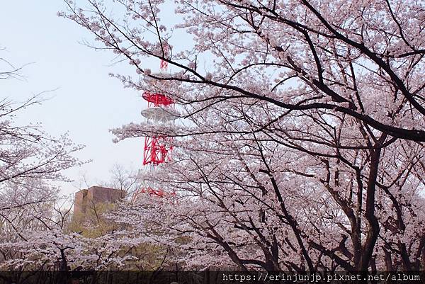 所沢航空公園-桜満開