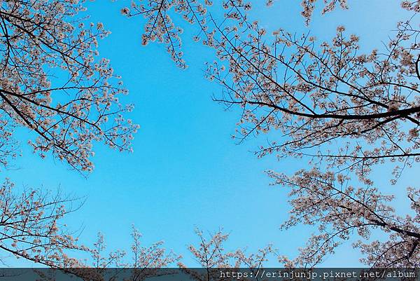 所沢航空公園-桜満開