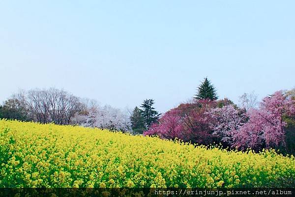 所沢航空公園-桜満開