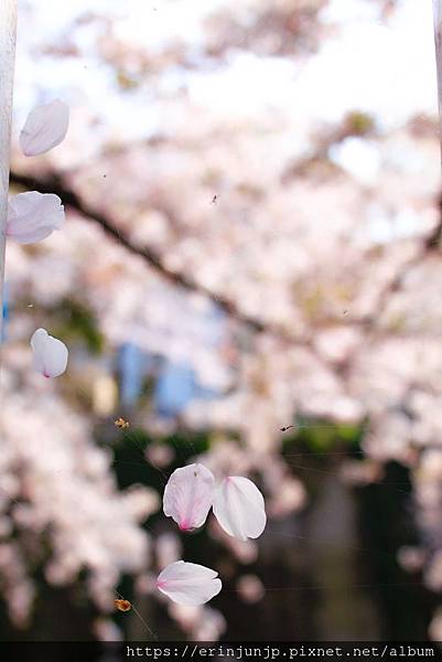 神田川-桜