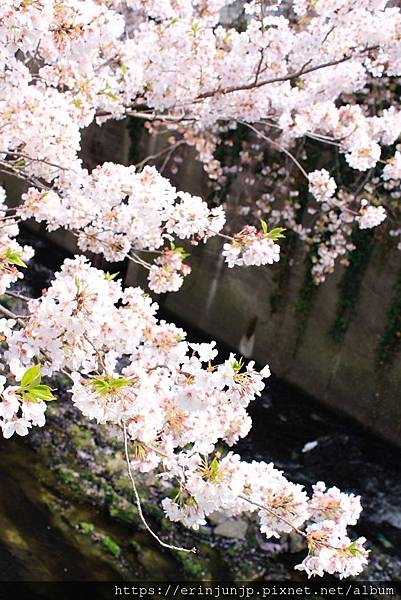 神田川-桜