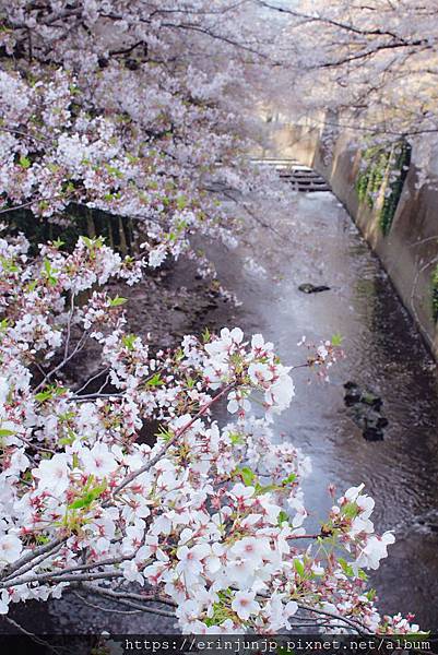 神田川-桜