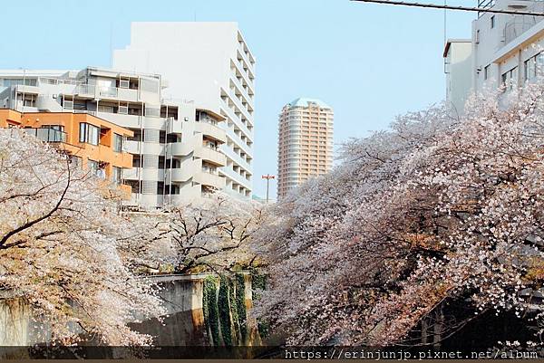 神田川-桜