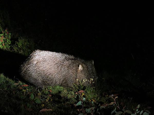 搖籃山夜間探險