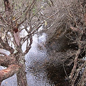 搖籃山鴿子湖