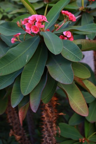 植物報報 不是玫瑰才有刺呦 大麒麟 Duck的光與影 痞客邦