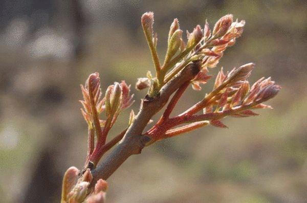 Img398933802 Img398933802