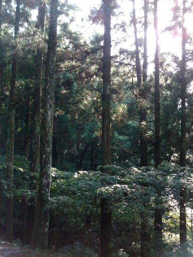 東眼山裡一景