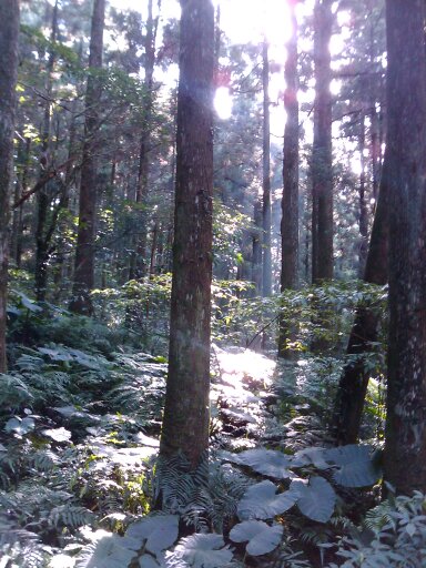 東眼山裡一景