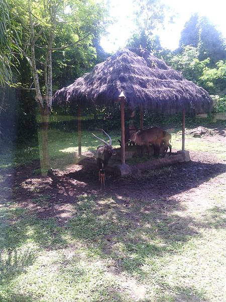 巴里島 Bali Safari and Marine Park 野生動物園