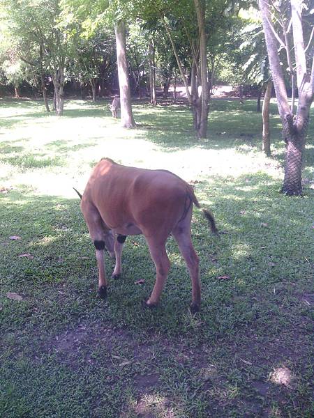 巴里島 Bali Safari and Marine Park 野生動物園