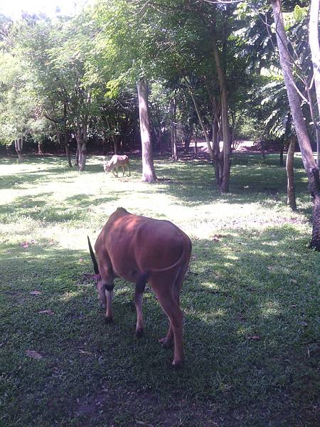 巴里島 Bali Safari and Marine Park 野生動物園