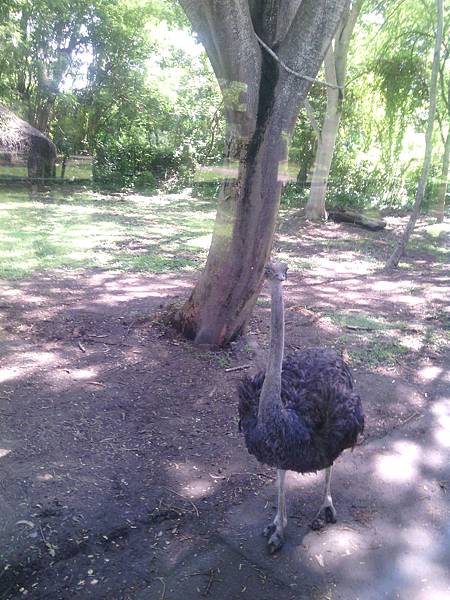 巴里島 Bali Safari and Marine Park 野生動物園