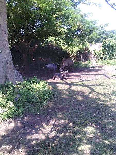 巴里島 Bali Safari and Marine Park 野生動物園