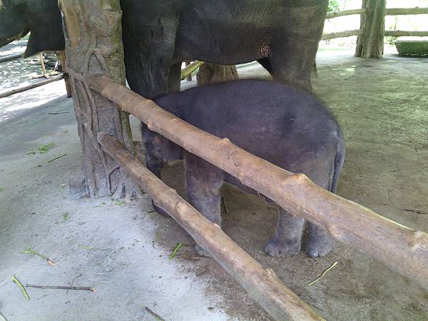 巴里島 Bali Safari and Marine Park 野生動物園