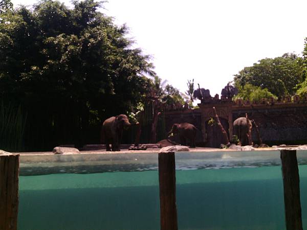 巴里島 Bali Safari and Marine Park 野生動物園