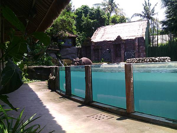 巴里島 Bali Safari and Marine Park 野生動物園