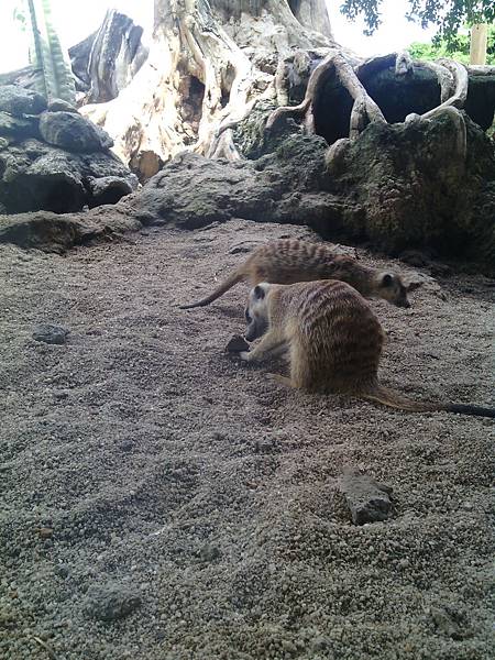 巴里島 Bali Safari and Marine Park 野生動物園