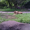 巴里島 Bali Safari and Marine Park 野生動物園