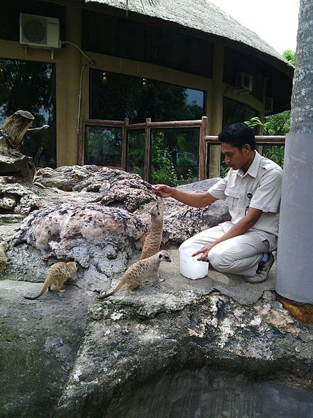 巴里島 Bali Safari and Marine Park 野生動物園