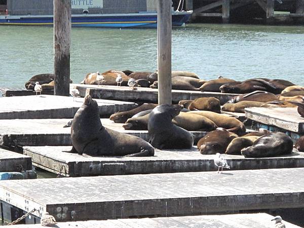 Fishermans Wharf 13.JPG