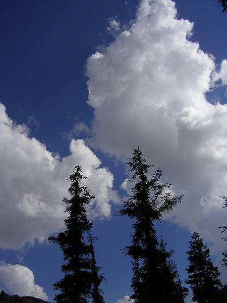 藍天白雲大樹